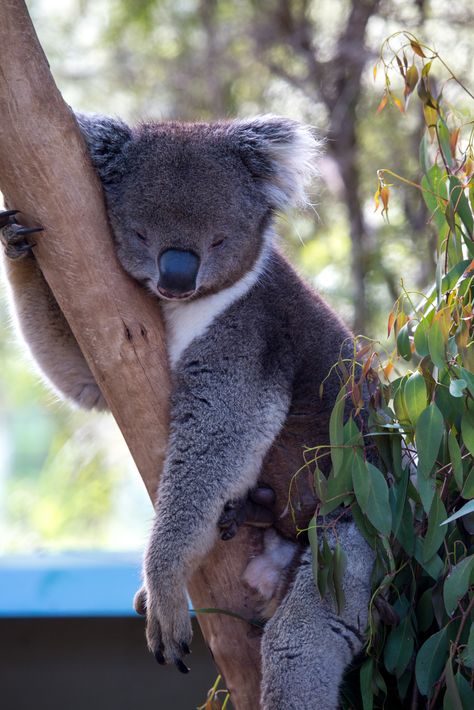 Aussie Aesthetic, Australian Mammals, Sydney Australia Travel, Aussie Animals, Australia Pictures, Afternoon Slump, The Wombats, Carnival Posters, Wild Kingdom