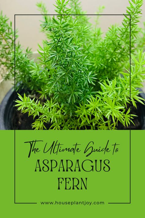 🌿✨ Asparagus Fern Care Made Easy! 🌟 With its feathery foliage, this plant may look high-maintenance, but it's a breeze with the right tips. Discover how to keep your Asparagus Fern thriving! 🌱💚 #PlantCare #IndoorGardening #AsparagusFern #Houseplants #GreenThumb #PlantLovers Asparagus Fern Care, Houseplant Inspiration, Plant Asparagus, Fern Care, Foxtail Fern, Indoor Ferns, Growing Asparagus, Ferns Care, Types Of Ferns