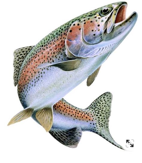 Trout Painting, Trout Art, Rainbow Trout Fishing, Fly Fishing Art, Trout Fishing Tips, Easy Drawing Steps, Fly Fishing Tips, Fish Drawings, Rainbow Trout