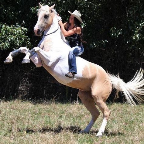 Rear Bareback and Bridleless Alycia Burton, Cheval Pie, Bareback Riding, Eventing Horses, Natural Horsemanship, English Horse, Free Horses, Cowgirl And Horse, Horse Tips