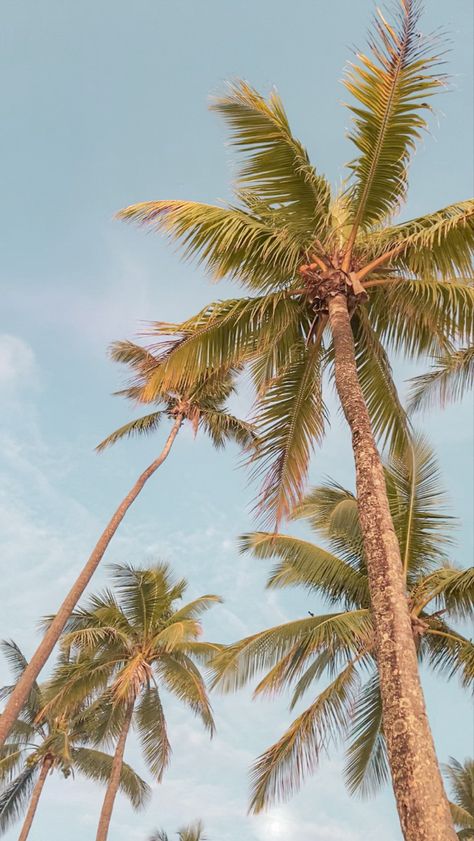 Summer inspiration palm trees summer break holidays Aesthetic Summer Wallpapers, Palm Tree Background, Palm Tree Drawing, Palm Tree Photography, Palm Tree Pictures, Palm Trees Wallpaper, Summer Wallpapers, Palm Trees Beach, By The Beach