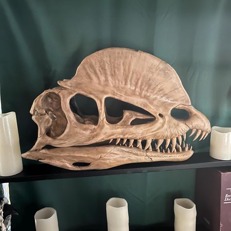 Own this beautiful dilophosaurus skull! it is made with a PLA material, layered in clay and hand painted to have the most realistic looking dinosaur as if you just dup it up in the Arizona desert yourself!  perfect to set on top of a table and sturdy enough to hang on a wall! I only have this one skull for now and probably wont have any more anytime soon so get it while you can:) it is very detailed and looks identical to an actual skull Skulls Reference, Dilophosaurus Skull, Art Brainstorm, Skull Reference, Future Room, Teenage Mutant Ninja Turtles Art, Ninja Turtles Art, Arizona Desert, Room Stuff