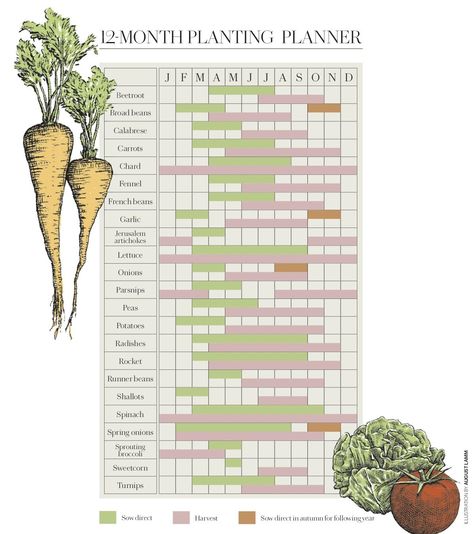 This 12-month vegetable planting calendar is a grow-your-own essential Grow Your Own Vegetables, Raised Vegetable Beds, Uk Vegetable Planting Guide, 6b Planting Calendar, Garden Calendar Vegetable, Veg Growing Calendar Uk, Allotment Planting Calendar Uk, Farmers Almanac 2024 Planting Guide, Vegetable Planting Calendar