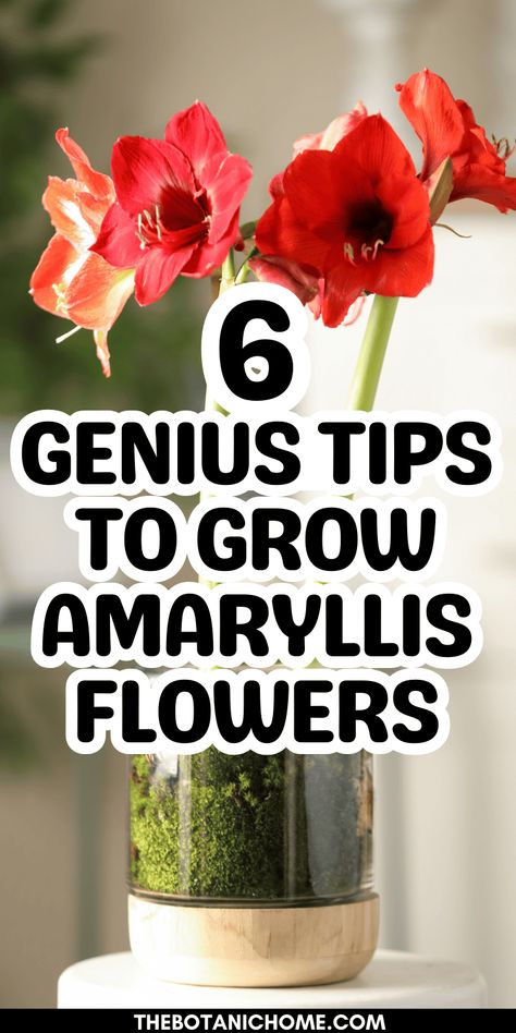 How To Plant Amaryllis For Beautiful Christmas Blooms - The Botanic Home Christmas Planter Boxes Outside, Growing Bulbs Indoors, Amaryllis Care, Christmas Plants Gifts, Amaryllis Christmas, Amaryllis Plant, Pots For Indoor Plants, Holiday Flowers, Christmas Garden Decorations