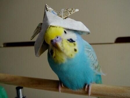 Budgie with hat. You're welcome. Bird Carrier, Budgies Bird, Budgie Parakeet, Funny Birds, Pet Bird, Bird Pictures, Pretty Birds, Cute Birds, Little Birds