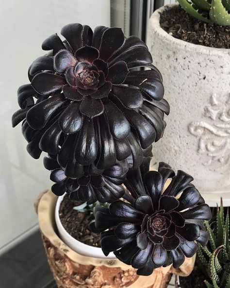 World of Succulents on Instagram: “Aeonium arboreum ‘Zwartkop’, commonly known as Black Rose, Black Beauty, Black Tree Aeonium or Black Aeonium  For more info and photos…” Black Succulents, Types Of Succulents Plants, Flowering Succulents, Goth Garden, Purple Succulents, Gothic Garden, Types Of Succulents, Colorful Succulents, Succulent Gardening