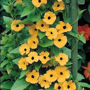 BLACK-EYED SUSAN VINE SEEDS Thunbergia alata  A trailing or twining annual vine with triangular 3 inch leaves and masses of 1-1.5 inch wide, tubular flowers with or without contrasting, dark eyes. Colors include orange, yellow, and white. Use as a ground cover, in hanging baskets, or train on a trellis or strings. TIGER EYES Black-Eyed Susan Vine Seeds  Flowers are orange with black eyes. Plants For Chickens, Black Eyed Susan Vine, Chicken Coop Garden, Chicken Coup, Chicken Coop Run, Backyard Chicken Farming, Raising Backyard Chickens, Chicken Garden, Backyard Flowers