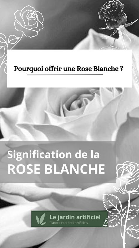 Cette fleur magnifique est un cadeau unique pour faire plaisir. Vous vous demandez probablement à qui l'offrir et à quelle occasion ? Quelle est donc la signification de cette fleur de rose immaculée ? Découvrez notre article sur la signification de la rose blanche. Vous pourrez également vous rendre sur notre boutique en ligne pour trouver une rose blanche à l'unité ou un bouquet de roses blanches pour offrir ! Des Roses, La Rose, Roses, Boutique