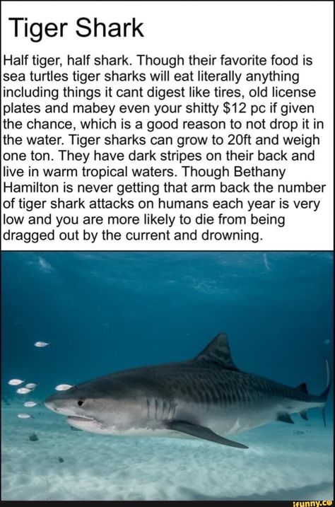 Hammerhead Shark Facts, Shark Brain, Shark Board, Silly Sharks, Oceanography Marine Biology, Shark Stuff, Shark Species, Kubo And The Two Strings, Shark Facts