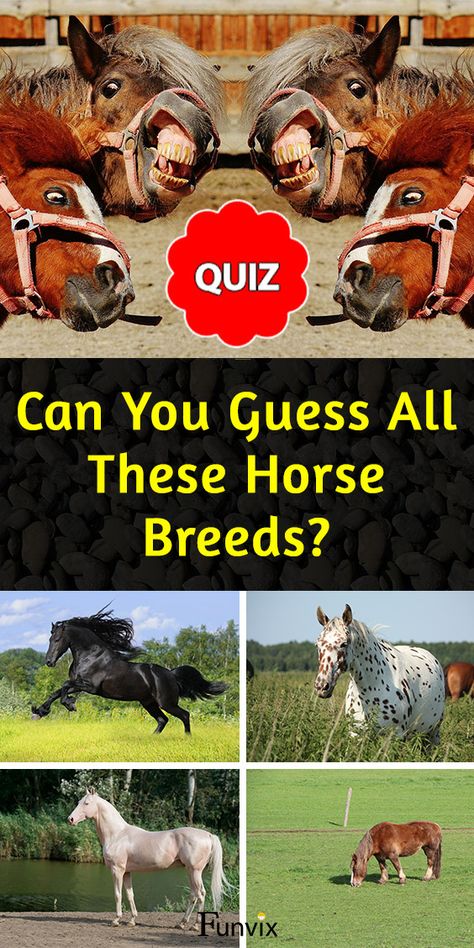 Can you guess all these horse breeds? 🐎 Take this quiz and identify as many horse breeds as possible. We have prepared a number of pictures of horses from different breeds. Some breeds are more common, while others are rarer and harder to guess.  #horse #horselovers #horsebreeds #horsequiz #funvix #horsetrivia #quiz #quizzes #animalquiz #ilovehorses #horseriding #horselover #equestrian Heartland Quizzes, What Horse Breed Am I Quiz, Types Of Horses Breeds, Horse Breeds Chart, Horse Quizzes, Horses Colors, Horse Types, Common Horse Breeds, Horse Color Chart