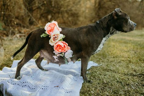 Dog Maternity Shoot Ideas, Pregnant Dog Photoshoot, Pregnant Dog Maternity Shoot, Dog Maternity Shoot, Pregnant Dogs, Puppy Pics, Couple Pregnancy Photoshoot, Pregnant Dog, Dog Photoshoot