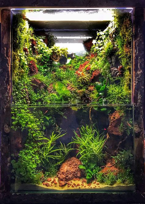 You don't need a lot of space to create a jungle inside your living room! The aquascaping world is an amazing thing! Water Terrarium, Aquarium Garden, Fish Tank Terrarium, Amazing Aquariums, Taman Air, Lots Of Plants, Aquascape Design, Indoor Water Garden, Aquarium Terrarium