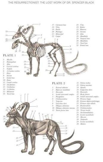 Fantasy Anatomy, Monster Anatomy, Creature Ideas, Mythical Monsters, 캐릭터 드로잉, Creature Feature, Mythical Creatures Art, Mythological Creatures, Weird Creatures