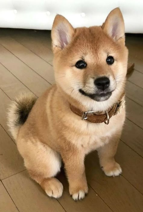 Shiba Puppy, Shiba Inu Puppy, Shiba Inu Dog, Baby Animals Pictures, Smart Dog, Puppies Funny, Cute Dogs And Puppies, Baby Dogs, Shiba Inu