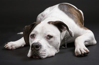 A Scott American bulldog has a longer muzzle and sleek body. | Annie-Claude bédard/iStock/Getty Image American Bulldog Scott, Johnson American Bulldog, American Bulldog Puppies, Alan Scott, American Bulldogs, American Bull, Bully Breeds Dogs, Pitbull Art, Tallest Dog