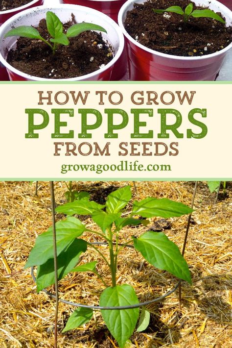 Grow Peppers From Seeds, Grow Peppers, Spring Vegetable Garden, Growing Bell Peppers, Growing Peppers, Vegetable Garden Tips, Small Vegetable Gardens, Astuces Diy, Garden Veggies