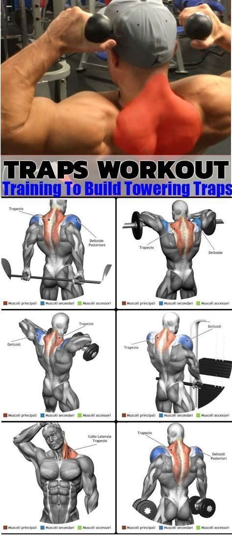 Trap Exercises Men, Upper Traps Workout, Trap Workout Men Exercises, Trap Exercises, Trapezius Workout, Lower Back Workout, Shoulder And Trap Workout, Trap Workout, Trapezius Muscle