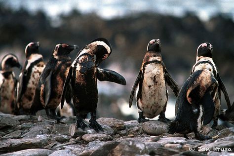 Oiled Penguins Shock Pictures, Oil Pollution, Haunting Photos, Ocean Pollution, Environmental Problem, La Pollution, Green Environment, Environmental Pollution, Oil Spill