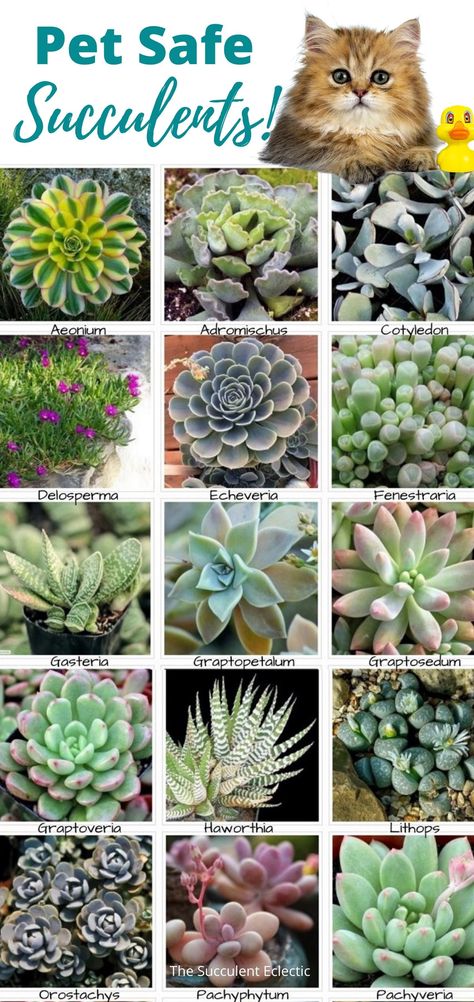 Some succulents are toxic to pets, while others are perfectly safe. Learn which succulents are fully safe for your pets to be around and even munch on. Get a complete list of pet-safe succulents, and learn where to go to learn about your pet's safety! #petsafesucculents #petsafeplants #petsafeplantsindoors #aresucculentssafeforcats #aresucculentssafefordogs #aresucculentspoisonous Cat Safe House Plants, Pet Friendly House Plants, Safe House Plants, Succulent Planting, Toxic Plants, Popular Plants, Cat Safe Plants, Plants Pet Friendly, Plant Care Houseplant