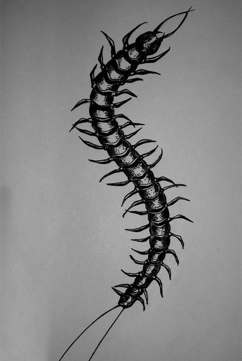 Centipede Tattoo, Watercolor Tattoo Ideas, Insect Tattoo, Bug Tattoo, Creepy Tattoos, Image Swag, Small Tattoos For Guys, Tattoo Art Drawings, Aesthetic Tattoo