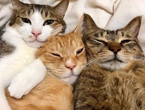 Söt Katt, Cat Selfie, Three Cats, Cat Aesthetic, Cute Cats And Dogs, Pretty Cats, 귀여운 동물, Baby Cats, Cat Photo