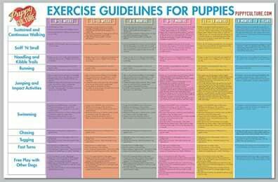 Exercise Guidelines For Puppies (from Puppy Culture) Puppy Culture, Exercise Poster, Dog Infographic, Fitness Poster, House Training Puppies, Puppy House, Dog Behavior Problems, Potty Training Puppy, Workout Posters