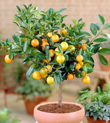 dwarf grapefruit tree Turf Landscaping, Citrus Tree Indoor, Indoor Fruit Trees, Grapefruit Tree, Growing Citrus, Kumquat Tree, Miniature Fruit, Planting Tools, Plants Outdoor