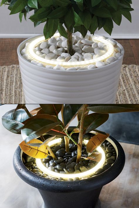 This indoor/outdoor glowing halo of LEDs uplights the greenery of a plant from down around its base. Light Up Planters, Plant Light Ideas, Uplight Indoor Plant, Indoor Plant Uplighting, Plant Uplighting, Led Plant Lights Indoor, Halo Plant Light, Plant Lights Indoor Setup, Uv Light For Indoor Plants