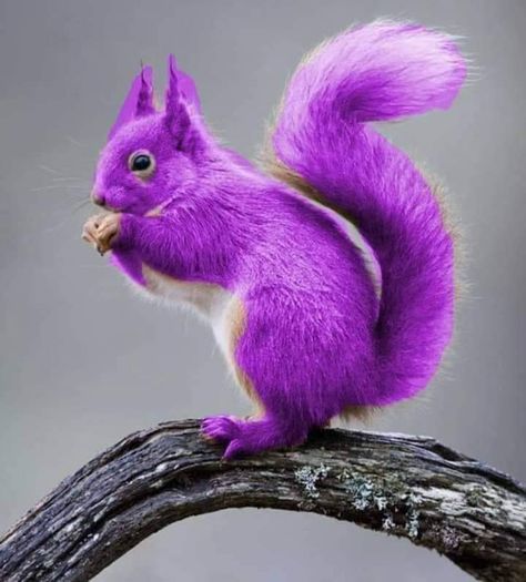 Purple Squirrel, Funny Google Searches, Squirrel Funny, Rare Animals, Purple Backgrounds, Squirrels, Chipmunks, Ideas Style, Home Ideas