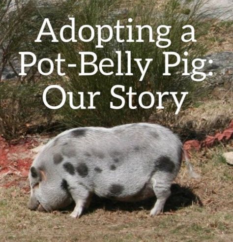 Have you ever wondered what it would be like to have a pet pig? This is the story of our family's adoption of a pig we call Wilbur. Potbellied Pigs, Pig Shelter, Potbelly Pigs, Pig Photo, Pig Facts, Pot Belly Pig, Pig Pet, Pig Showing, Raising Pigs