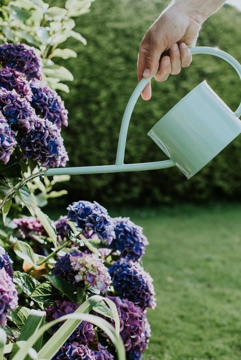 Here's how to water your hydrangeas the right way. Use these irrigation tips and tricks for mopheads, oakleafs, and more. #gardenideas #gardening #hydrangeas #summergardening #gardeningtips #southerngardening #southernliving Watering Hydrangeas, Hydrangea Plant Care, Hydrangea Season, Creative Gardening Ideas, Hydrangea Plant, French Hydrangea, Hydrangea Landscaping, Big Leaf Hydrangea, Mosquito Repelling