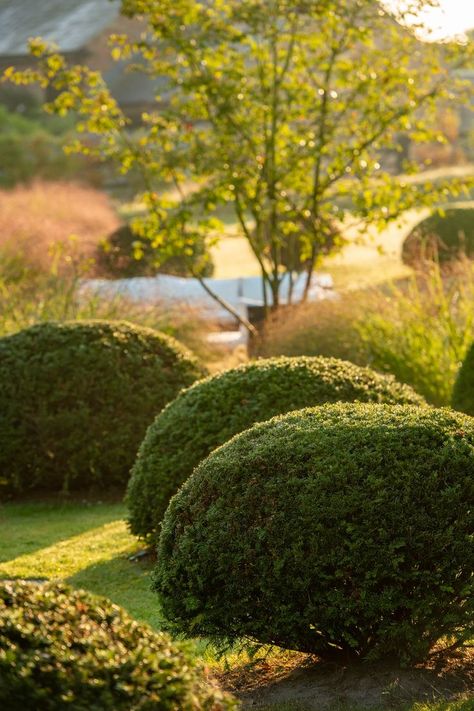 We designed this country garden with a modern and minimalist scheme, featuring swathes of soft grasses which are interspersed by these yew domes to add structure. #countrygarden #gardendesign #garden #gardeninspiration #gardenideas #gardendesignideas #topiary #planting Acreage Landscaping, Garden Topiary, Boxwood Balls, Courtyard Gardens Design, Topiary Garden, Garden Architecture, Country Garden, Rose Cottage, Courtyard Garden