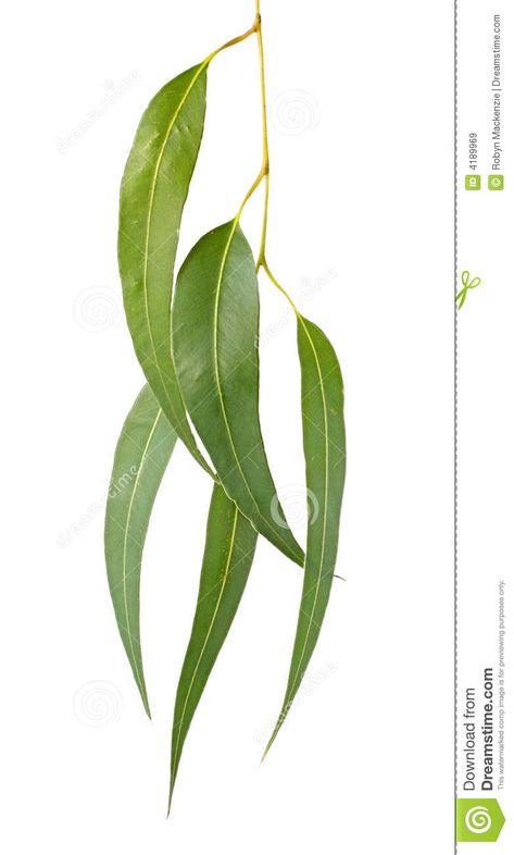 Photo about Gum leaves, isolated on white. Eucalyptus tree leaves make a graceful design element. Image of eucalyptus, isolated, branch - 4189969 White Eucalyptus, Leaves Drawing, Plant Sketches, Gum Leaves, Australian Trees, Willow Trees, Leaf Photography, Feuille Eucalyptus, Lijiang