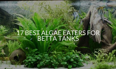 Betta Fish Plants, 5 Gallon Planted Betta Tank, Planted Betta Tank Aquascaping, 5 Gallon Betta Tank Ideas, Beta Tank Ideas, Betta Community Tank, Small Betta Fish Tank Ideas, Betta Fish Tank Ideas Aquascaping, Betta Aquarium Ideas