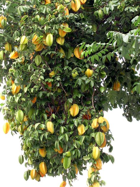 Star fruit tree in the garden.  #gardening #greenhouses #greenhousegardening #winter  #greenhouse #plants #nature #garden #green #gardening #flowers #fruits Fruits Plants Garden, Star Fruit Aesthetic, Fruit Trees Backyard Aesthetic, Fruit Trees Aesthetic, Star Fruit Tree, Fruit Farming, Santol Fruit Tree, Fruit Tree Grove, Fruit Tree Garden