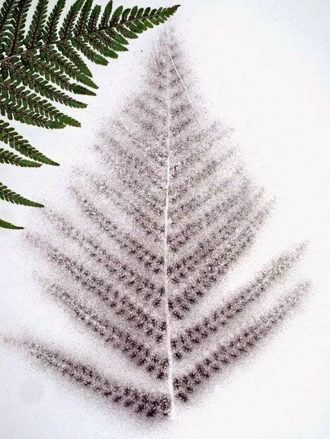 CABINET OF CURIOSITIES: Fern spore prints Spore Prints, Fern Spores, Spore Print, Garden Spider, Caddis Flies, Mushroom Spores, Bee Hotel, Mushroom Crafts, Nature Sketch