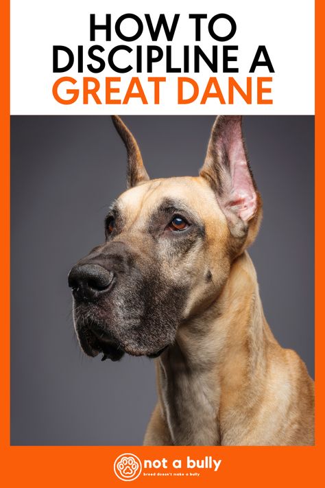 So, how should you discipline a Great Dane?The best way to discipline your Great Dane is to firmly tell her no and then withhold what she craves most: your attention. On the flip side, reward her for good behavior right away. Positive reinforcement is one of the most effective training techniques! Great Dane Puppy Training, Great Dane Training Tips, Great Dane Training, Black Great Dane, Great Dane Quotes, Great Danes, Brindle Great Dane, Great Dane Temperament, Great Dane Mix