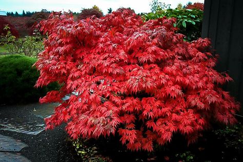 Red Japanese Maple Tree, Burgundy Foliage, Oregon Sunset, Land Scaping, Weeping Trees, Maple Trees, Japanese Maple Tree, Acer Palmatum, Maple Tree