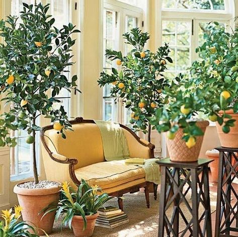 Ahh. Grass shrubs for stools and indoor balcony gardens. Those are only two of the DIY projects you'll see here. But my favorite has to be the "An ocean in a bottle". Something about it awakens my inner child. Indoor Lemon Tree, Growing Lemon Trees, Growing Citrus, Indoor Balcony, Citrus Plant, Lemon Trees, Ficus Lyrata, Indoor Trees, Citrus Trees