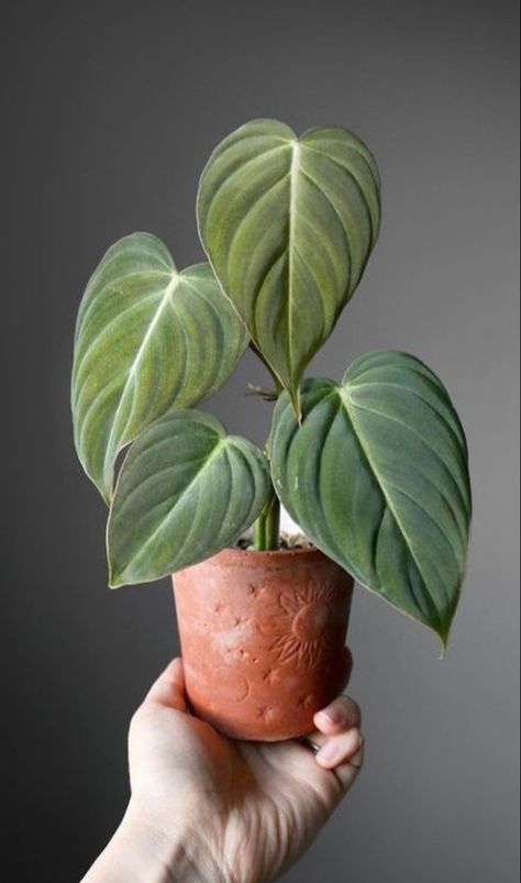 Cool Looking Plants, Home Plants Aesthetic, Unique House Plants, Plant Reference, Candle Plant, Plants Aesthetic, Home Plants, Plants Are Friends, Plant Photography