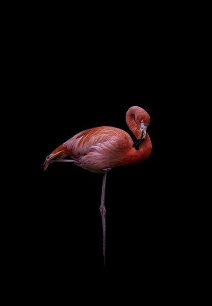 Watermelon Smoothie, Flamingo Pictures, Heron Art, Flamingo Wallpaper, Flamingo Bird, Flamingo Art, Gouache Art, Instagram Wallpaper, Cartoon Faces