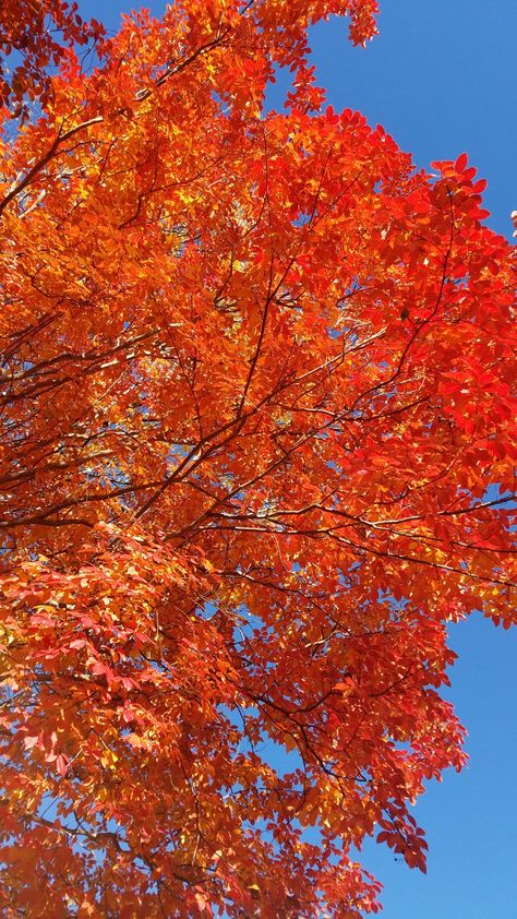 Leaves Changing Color, Fall Accents, Fall Tree, Changing Leaves, Forest Photography, Phone Background, Tree Leaves, Colorful Leaves, Autumn Trees