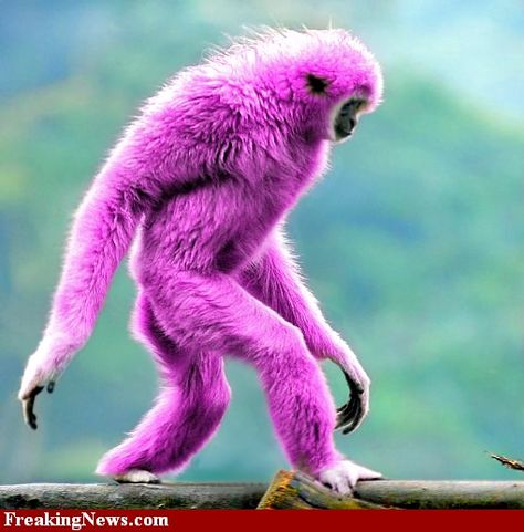 lol Baby Bach, Funny Monkey Pictures, Badass Drawings, Pink Monkey, Hanging Monkey, Pink Monkeys, Monkey Pictures, Monkeys Funny, Baby Monkey