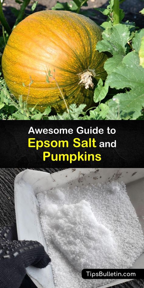 How To Preserve Pumpkin Seeds For Planting, Growing Giant Pumpkins, How To Plant Pumpkin Seeds, Pumpkin Growing Tips, Growing Pumpkins From Seeds, When To Pick Pumpkins, Pumpkin Harvesting, When To Plant Pumpkins, Grow Pumpkins