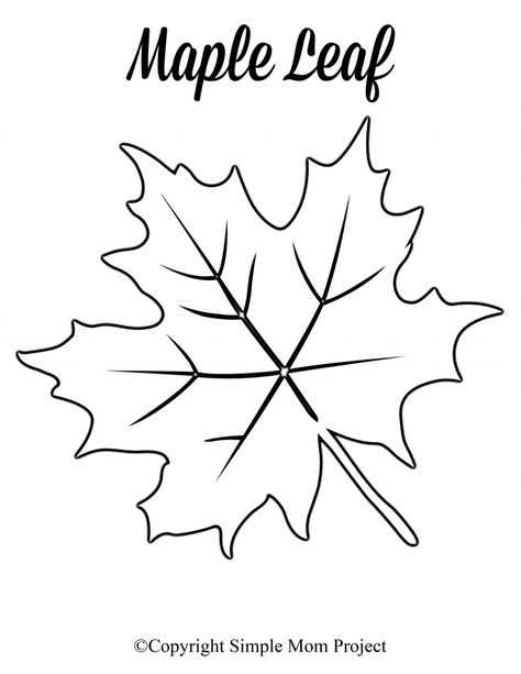 Looking for an autumn leaf craft idea? Use these free large printable leaf cutout templates so spark your creativity! These fall leaf stencils make a perfect easy coloring page for preschoolers or have your kindergartner paint them as Thanksgiving decorations! #LeafTemplates #AutumnLeaves #FallLeaf #LeafCraft #SimpleMomProject Autumn Leaf Craft, Fall Leaf Drawing, Leaves Template Free Printable, Cutout Templates, Maple Leaf Template, Leaf Stencils, Leaf Printables, Leaf Template Printable, Fall Leaf Template