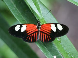 https://faaxaal.blogspot.com/2018/05/heliconius-melpomene-papilio-melpomene.html Heliconius melpomene - Papilio melpomene - Postman butterfly  Lépidoptères d'Amérique - Papillons sud-américains  Serre à Papillons - Volière à Papillons  Photo de Nymphalidé du Mexique - Photo d'Heliconius Postman Butterfly, Animal Felt Patterns, Interesting Insects, Owl Templates, Crown Template, Beautiful Butterfly Photography, Butterfly Mobile, Butterfly Template, Applique Templates