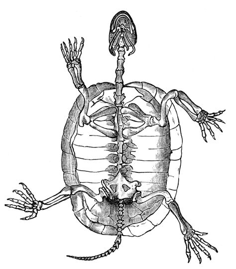 Tortoise Skeleton Turtle Anatomy Drawing, Skeleton Animals Drawing, Animal Skeleton Drawing, Tortoise Skeleton, Turtle Skeleton, Internal Anatomy, Skeleton Clipart, Animal Skeleton, Anatomy Bones