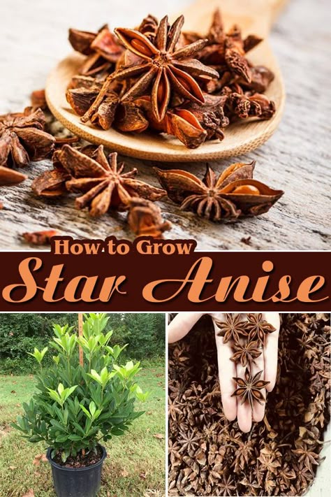 How To Grow Spices Indoors, Indoor Spice Garden, How To Grow Cinnamon Plants, How To Grow Peppercorns, Star Anise Recipes, Spices To Grow, How To Grow Nutmeg, Grow Cinnamon, Star Anise Plant