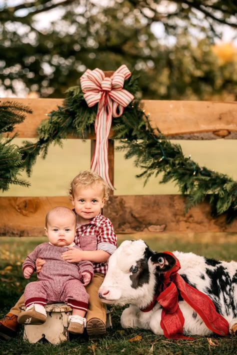 Farm Animal Christmas Pictures, Christmas Cow Photoshoot, Cow Christmas Photoshoot, Highland Cow Christmas Photoshoot, Vintage Christmas Mini Sessions, Tractor Christmas Picture, Cow Family Pictures, Christmas On The Farm Pictures, Farm Christmas Photoshoot