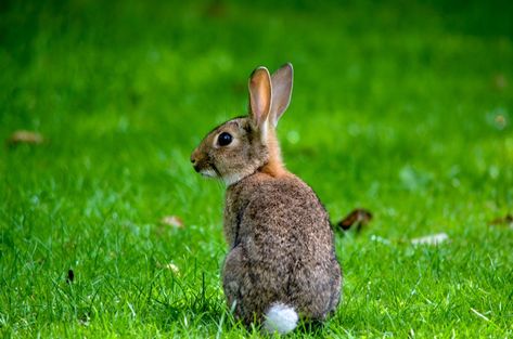 Rabbit Species, Eastern Cottontail, Cottontail Rabbit, Nature Story, Rabbit Eating, Facts For Kids, Creature Feature, Animal Photo, Rabbits